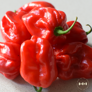 Fresh Red Scotch Bonnet