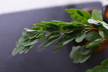 Load image into Gallery viewer, Dried Moringa Leaves
